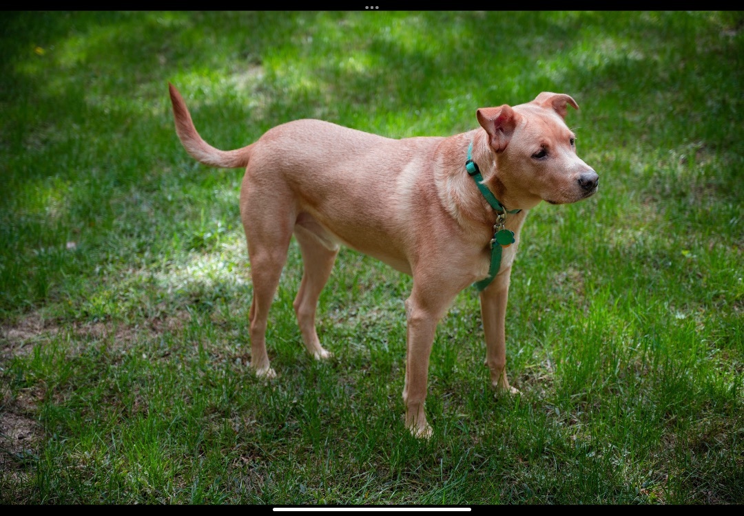 Willis photo 5