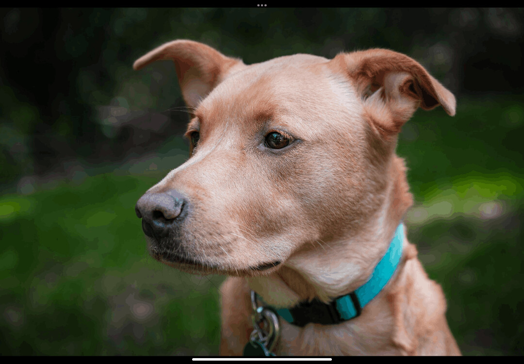 Willis photo 2