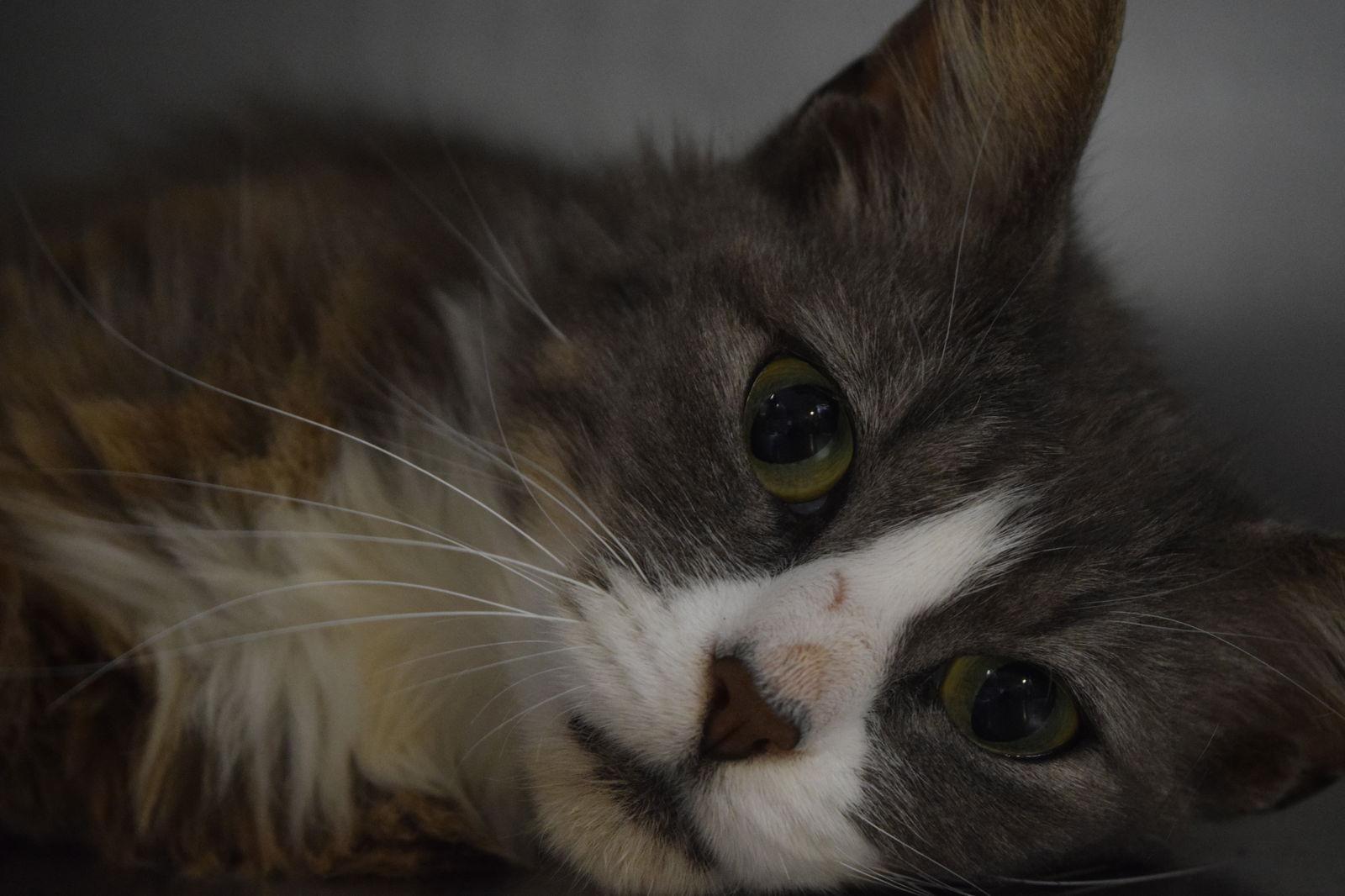 Cher, a Adoptable Domestic Long Hair in Cedar Rapids, IA image 1/3