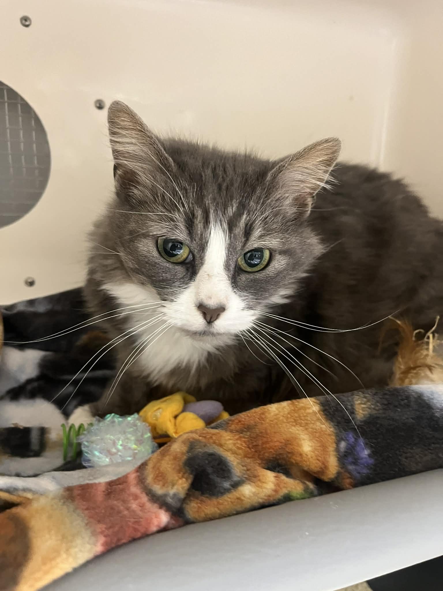 Cher, a Adoptable Domestic Long Hair in Cedar Rapids, IA image 2/3