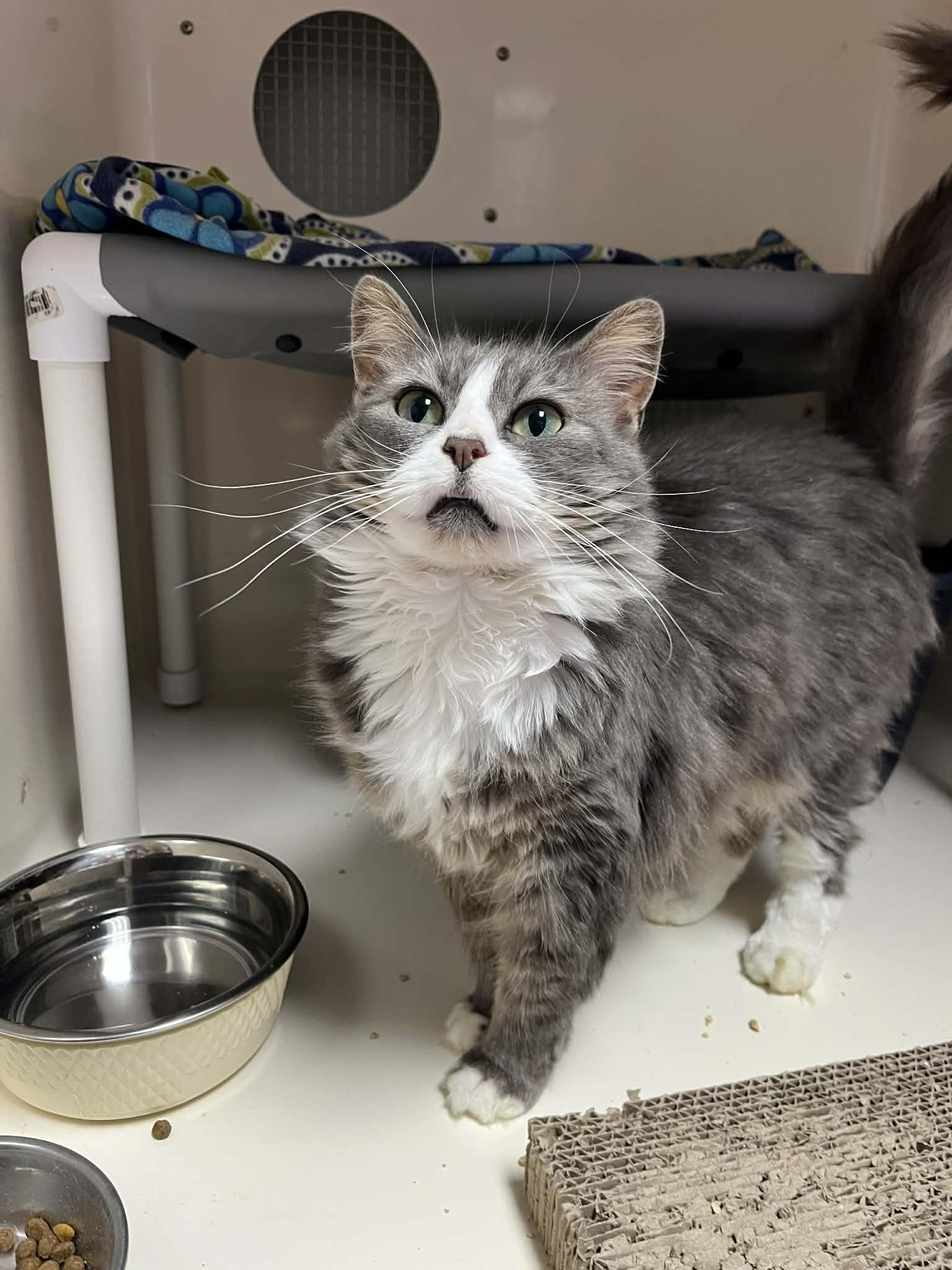 Cher, a Adoptable Domestic Long Hair in Cedar Rapids, IA image 3/3