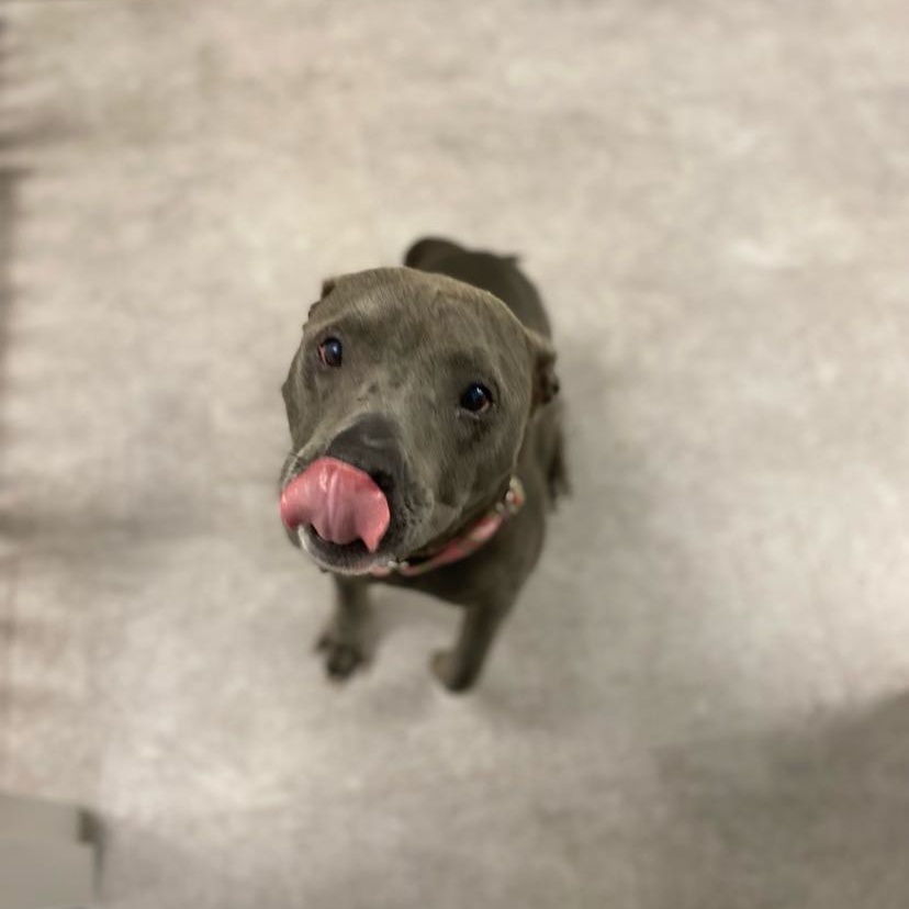 Enlarge Bella, a Adoptable Mixed Breed in Youngstown, OH image 5/6