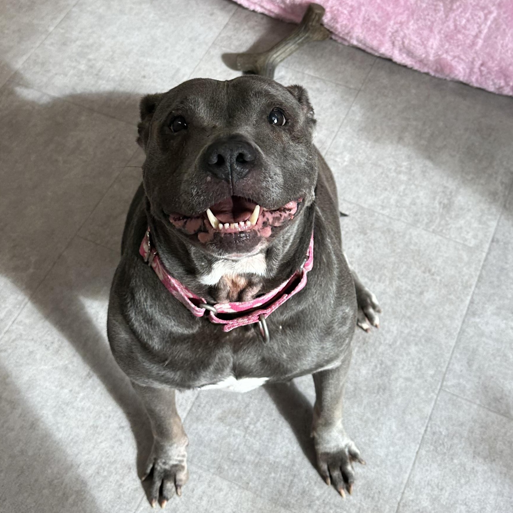 Enlarge Bella, a Adoptable Mixed Breed in Youngstown, OH image 2/6