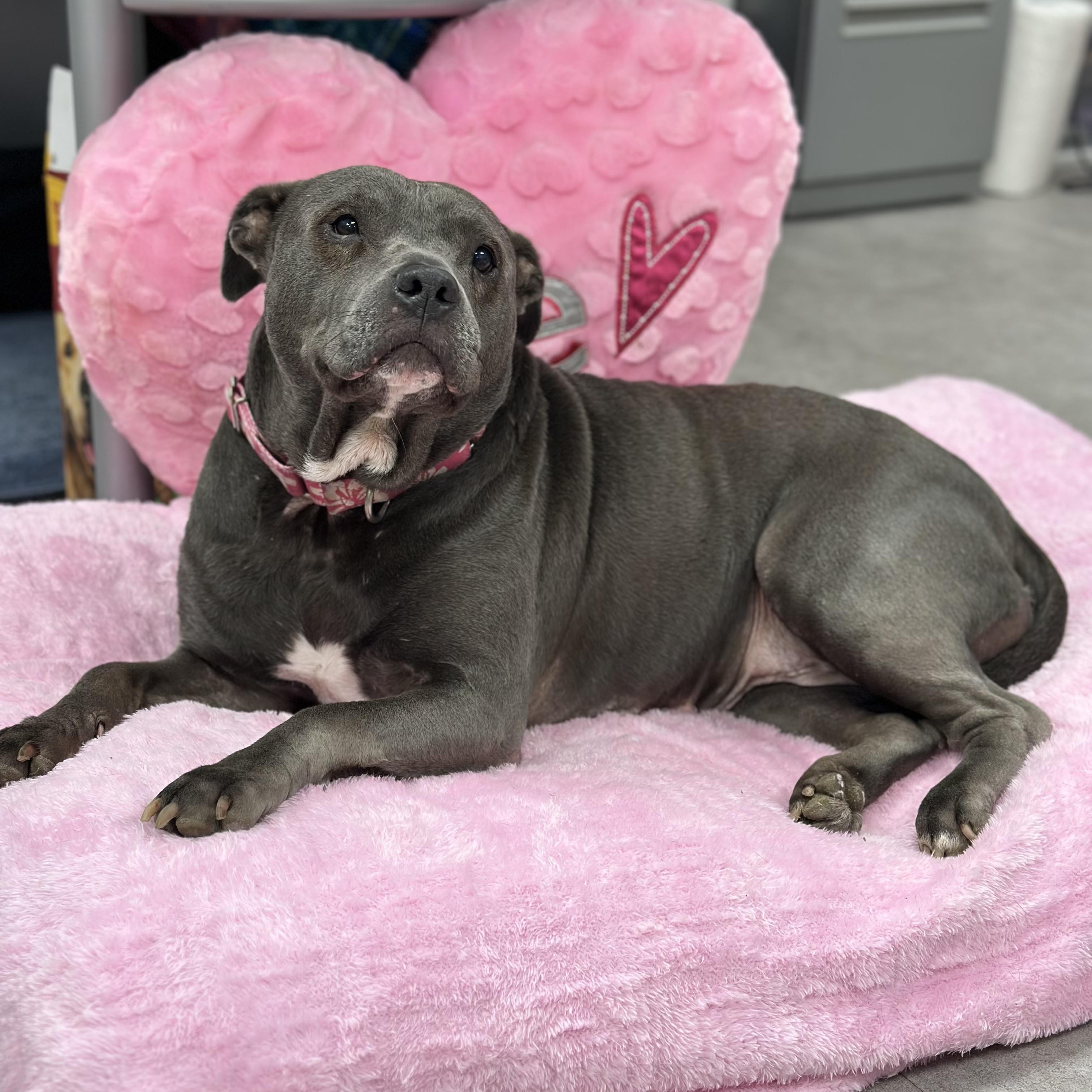 Enlarge Bella, a Adoptable Mixed Breed in Youngstown, OH image 1/6