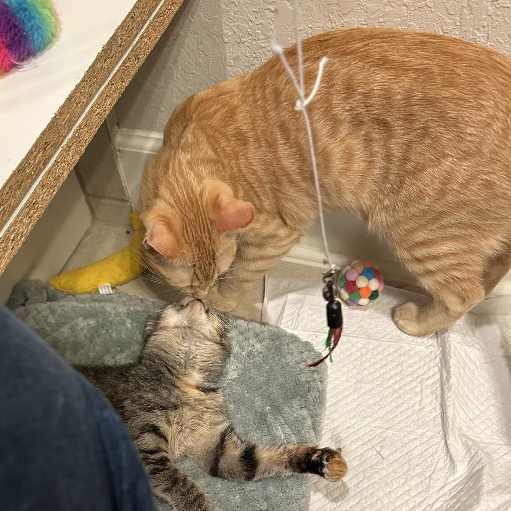 Enlarge O Brother Where Art Thou?, a Adoptable American Shorthair in Boerne, TX image 1/6