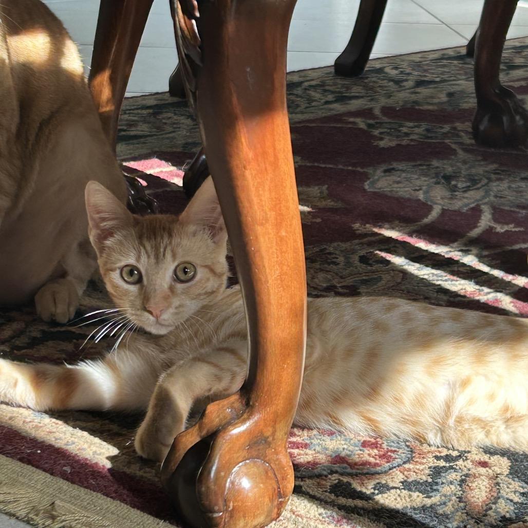 O Brother Where Art Thou?, Adoptable, Young Male American Shorthair.