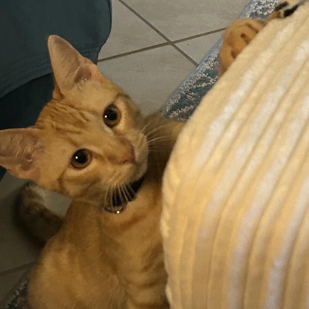 Enlarge O Brother Where Art Thou?, a Adoptable American Shorthair in Boerne, TX image 2/6