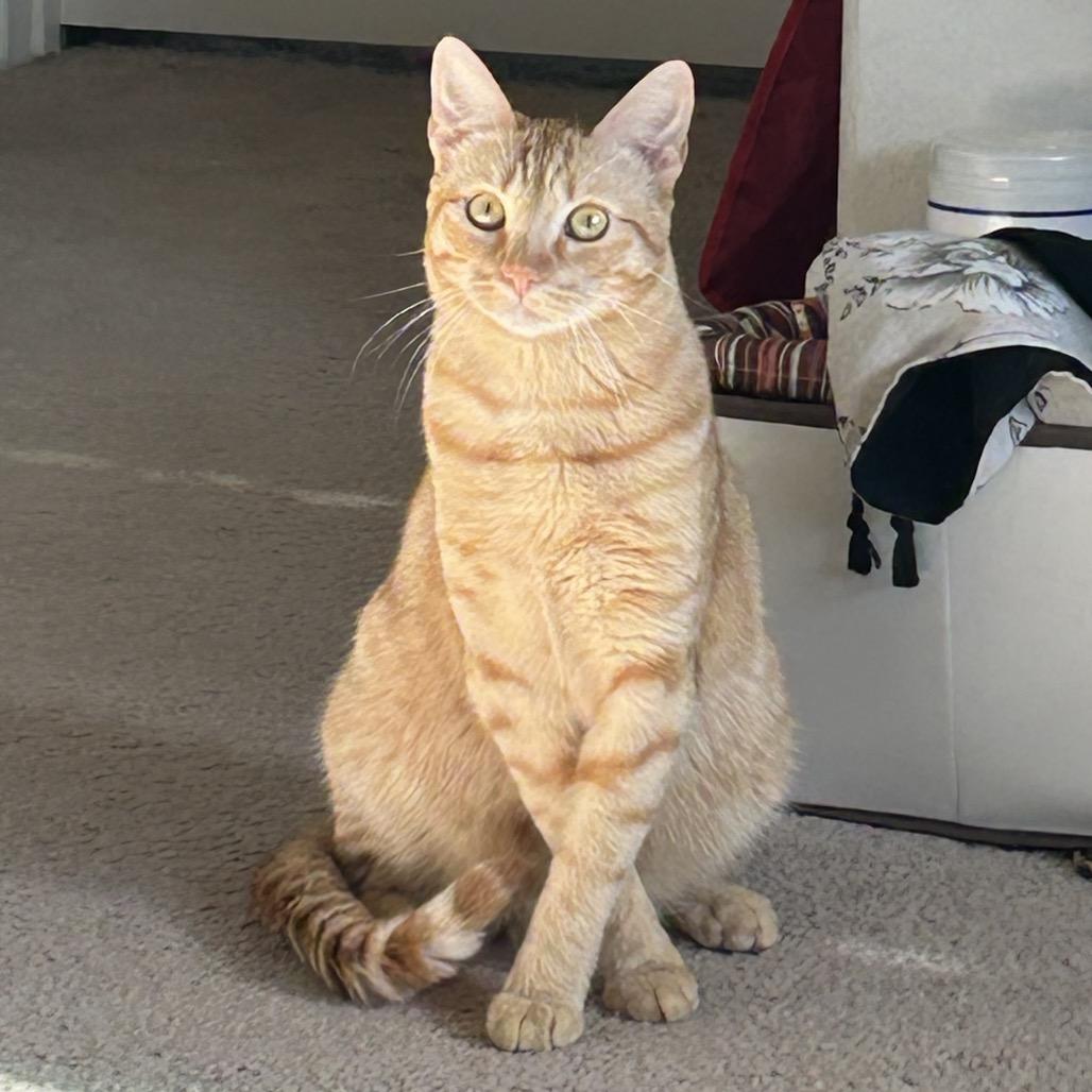 Enlarge O Brother Where Art Thou?, a Adoptable American Shorthair in Boerne, TX image 2/6