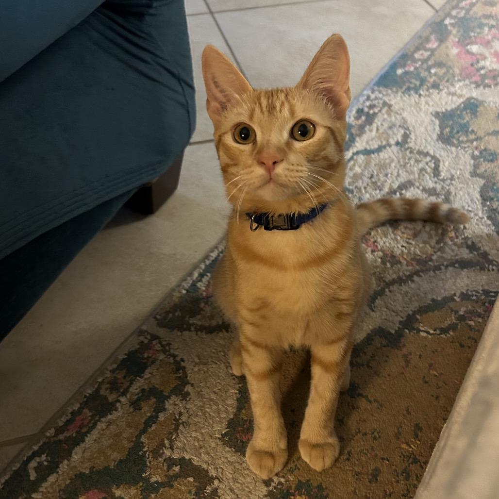 Enlarge O Brother Where Art Thou?, a Adoptable American Shorthair in Boerne, TX image 2/6