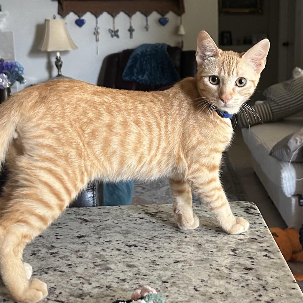 Enlarge O Brother Where Art Thou?, a Adoptable American Shorthair in Boerne, TX image 4/6