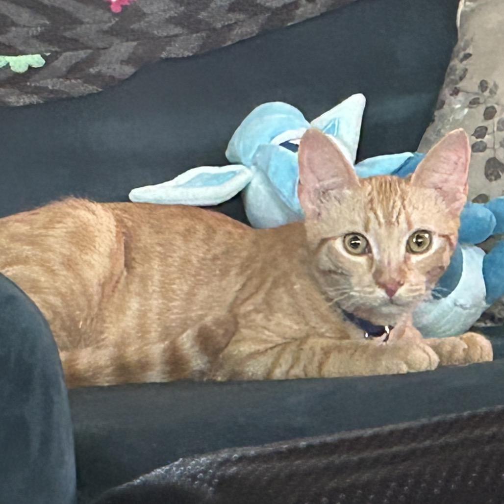 Enlarge O Brother Where Art Thou?, a Adoptable American Shorthair in Boerne, TX image 5/6