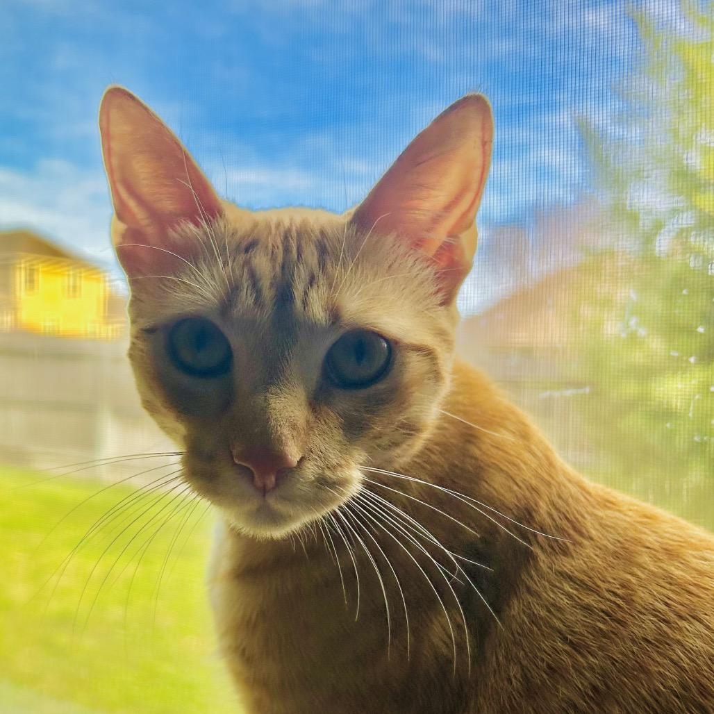 Enlarge O Brother Where Art Thou?, a Adoptable American Shorthair in Boerne, TX image 4/6