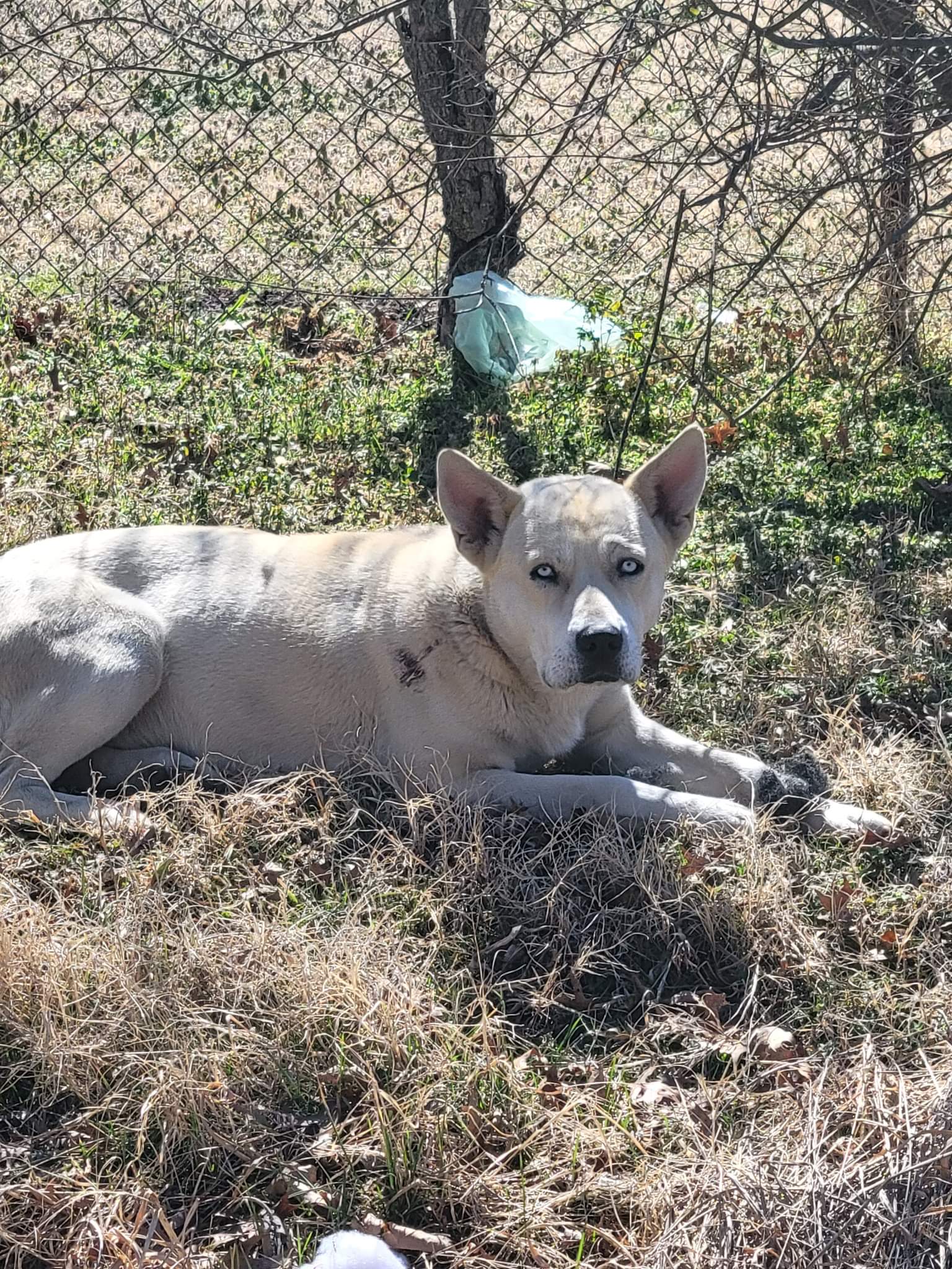 BOLT, a Adoptable mixed breed in TULSA, OK image 3/4