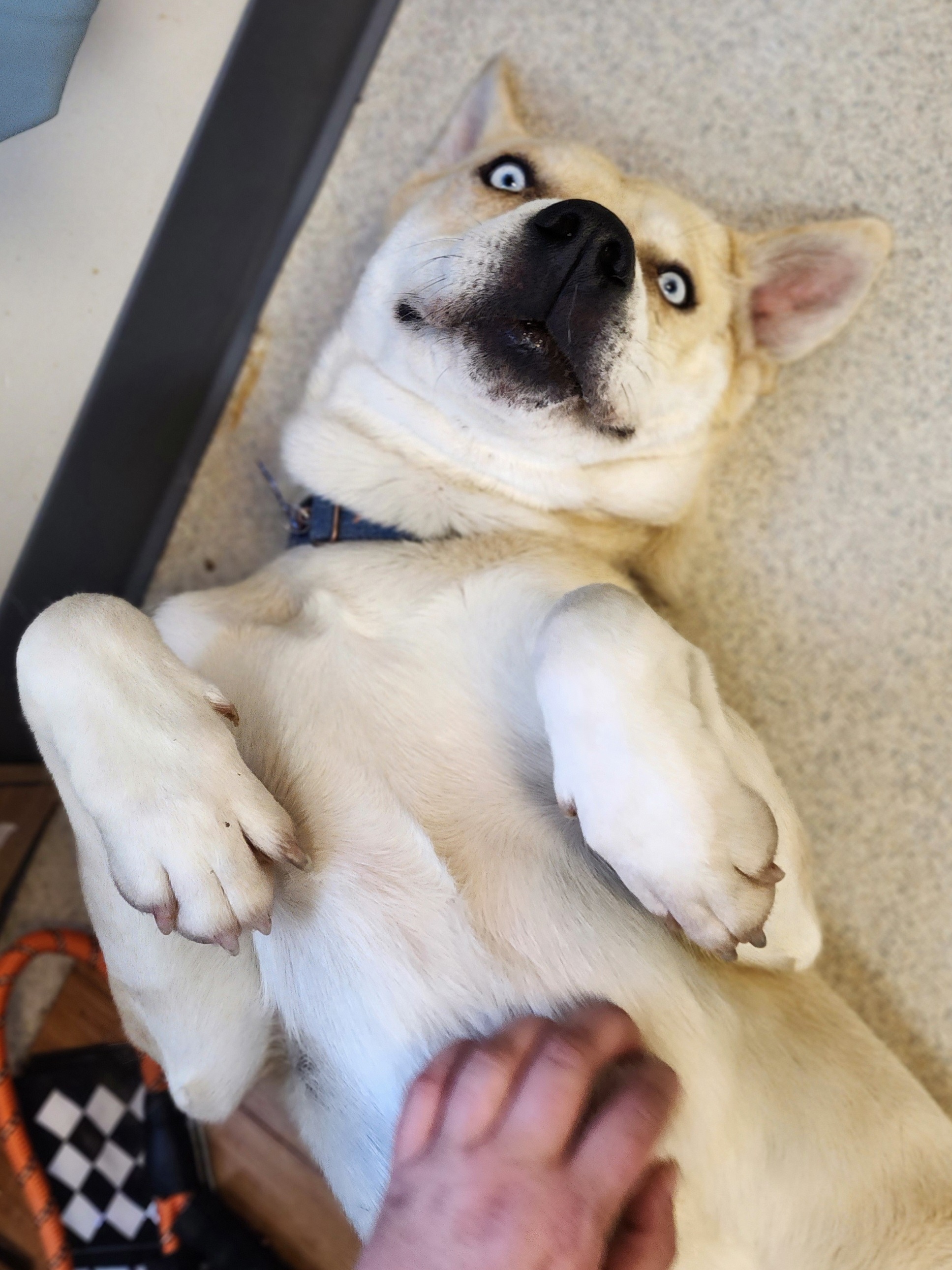 BOLT, Adoptable, Adult Male Siberian Husky & Pit Bull Terrier.