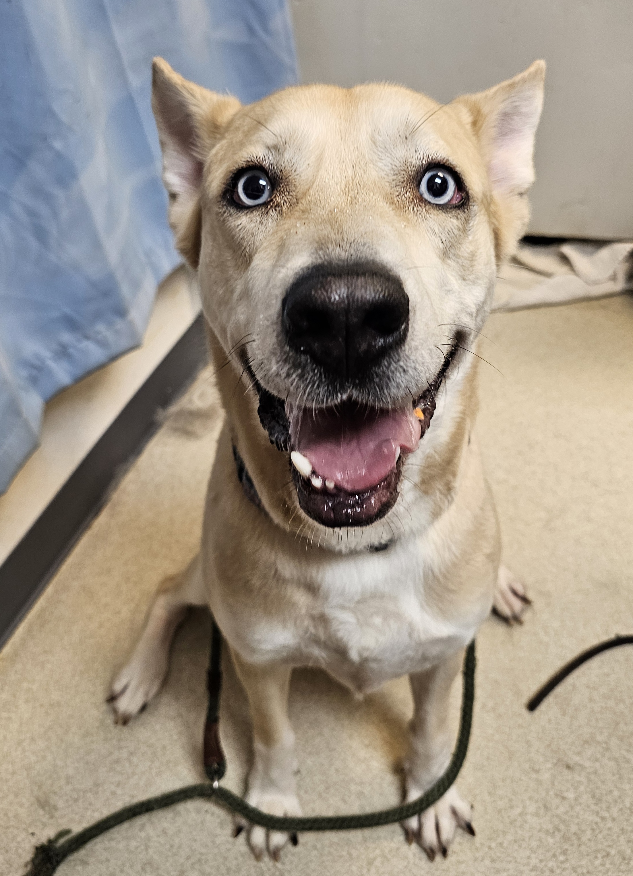 BOLT, a Adoptable mixed breed in TULSA, OK image 4/4