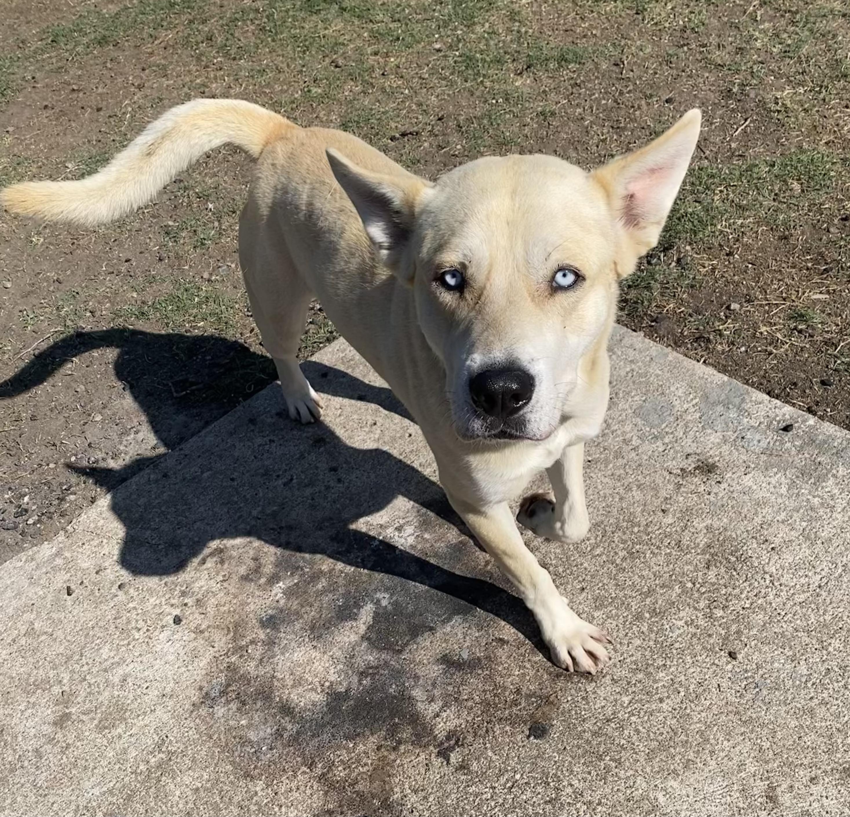 BOLT, a Adoptable mixed breed in TULSA, OK image 2/4