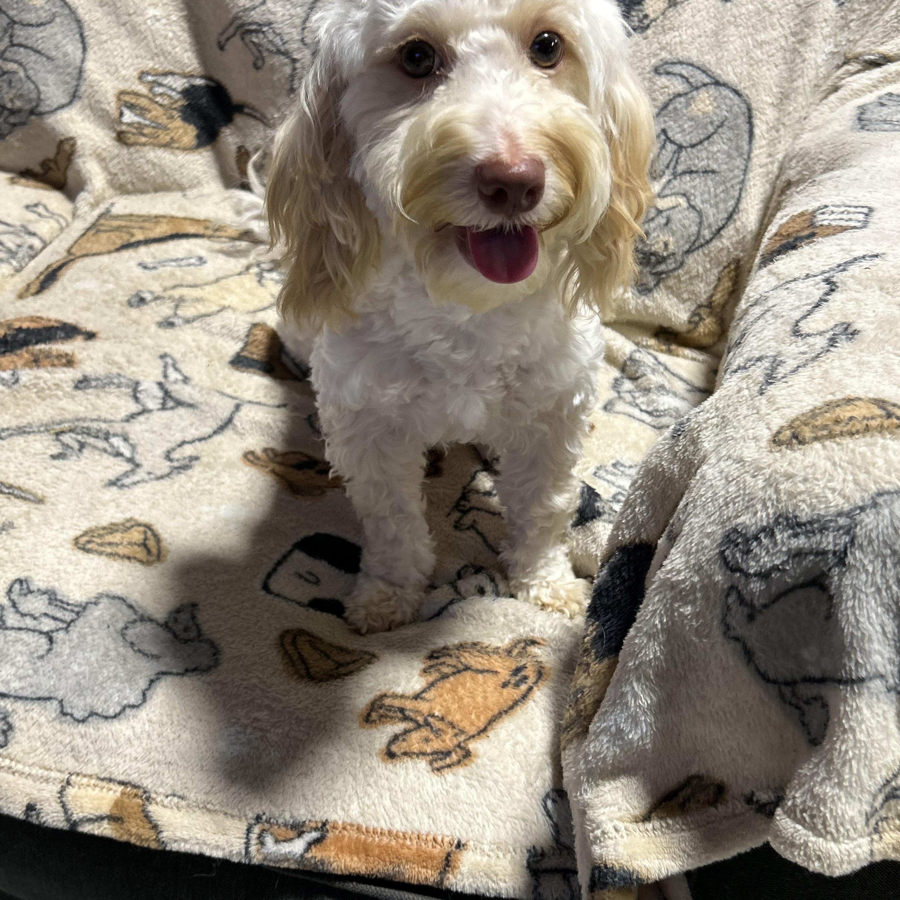 Eric. Cream. 12.4 lbs, a Adoptable mixed breed in Antwerp, OH image 2/4