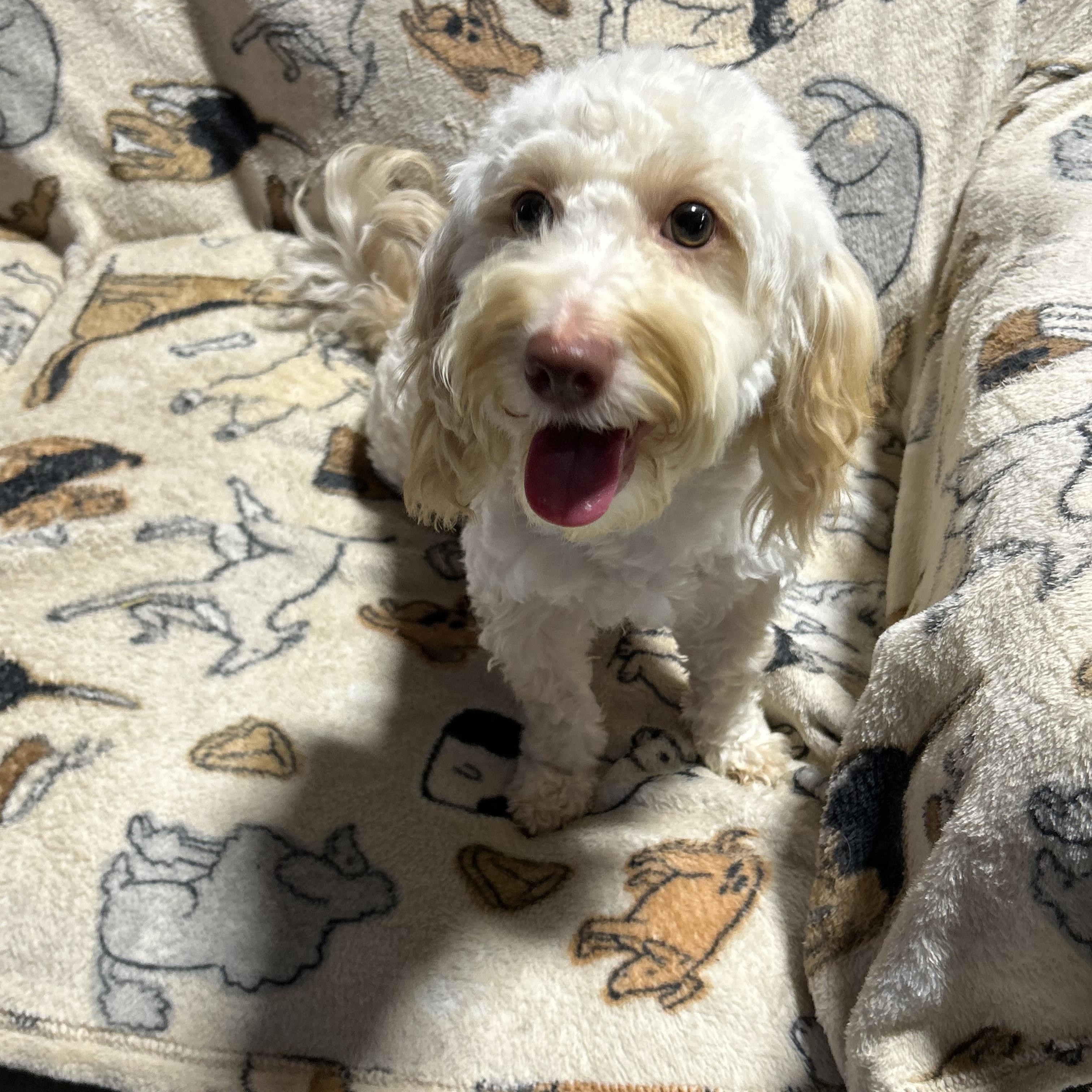 Eric. Cream. 12.4 lbs, a Adoptable mixed breed in Antwerp, OH image 3/4
