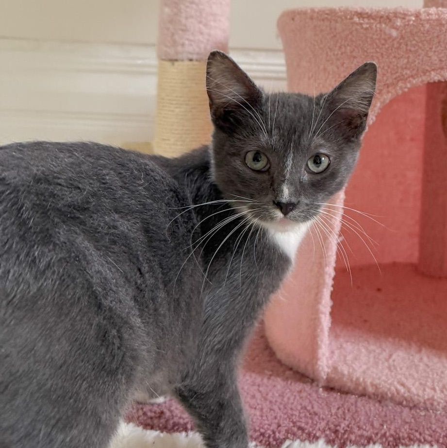 Wembley, Adoptable, Young Male Domestic Short Hair.