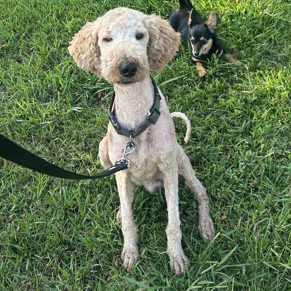 Jax, Adoptable, Adult Male Golden Retriever & Poodle.
