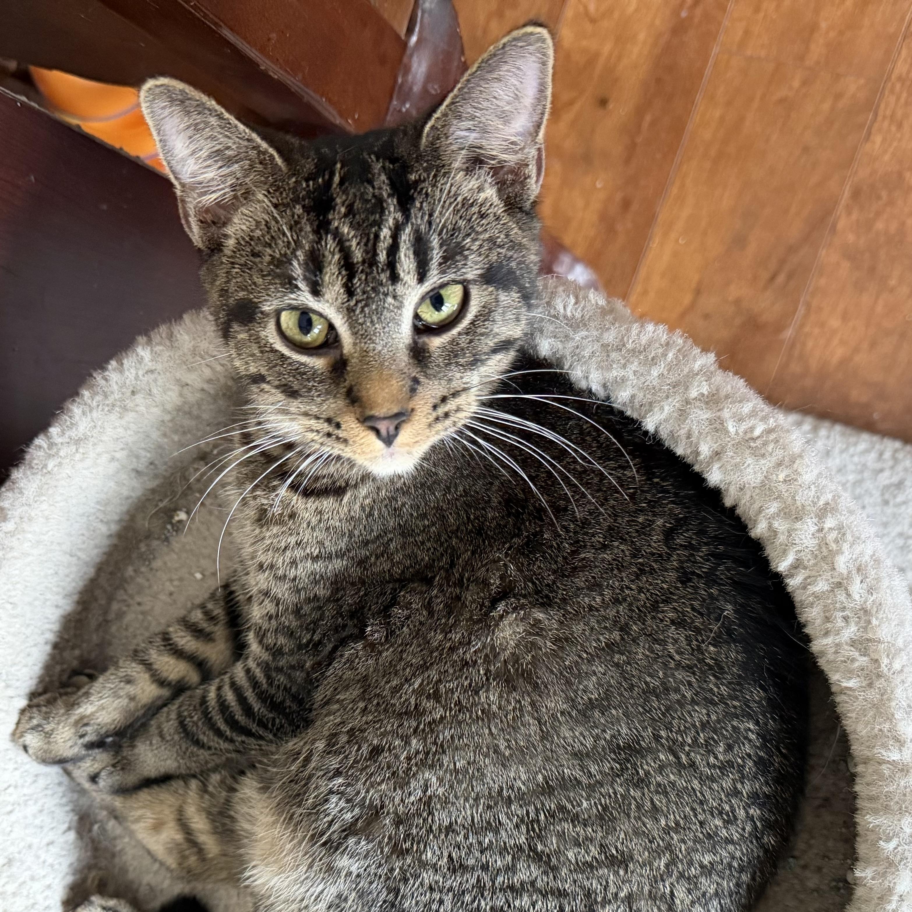 Mocha, ADOPTABLE, Kitten Male Domestic Short Hair & Abyssinian.