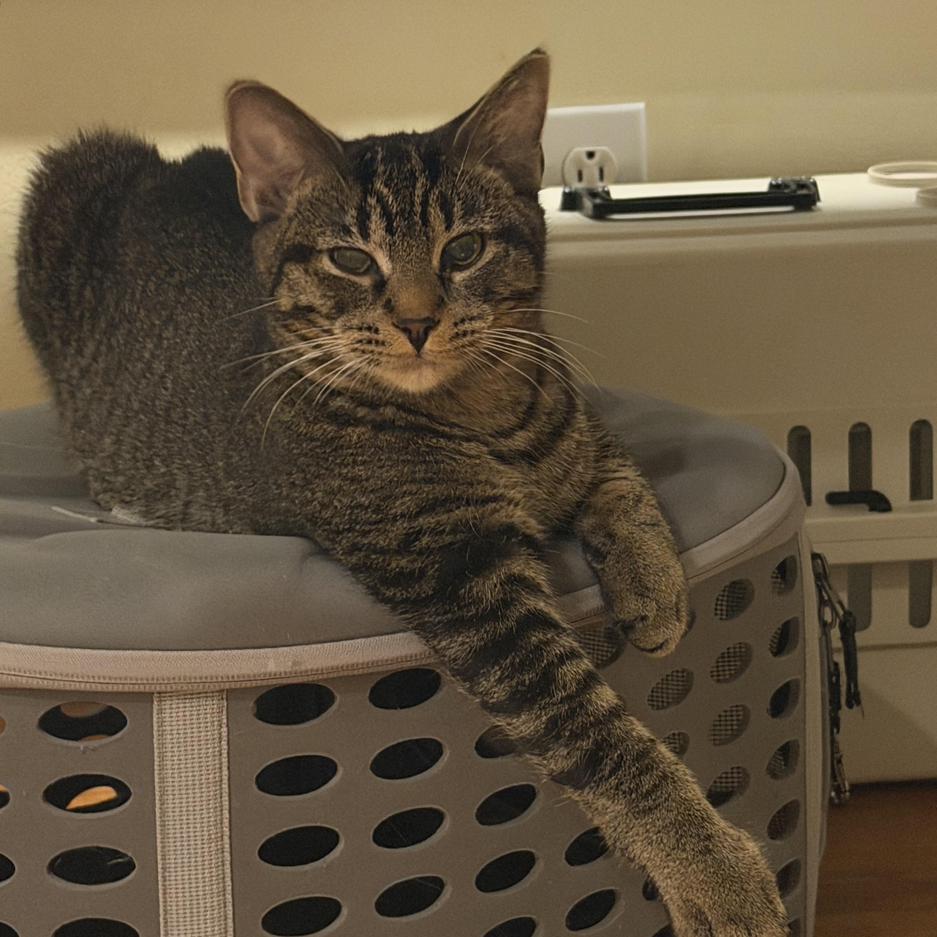 Enlarge Mocha, a ADOPTABLE mixed breed in Williamsville, NY image 2/2