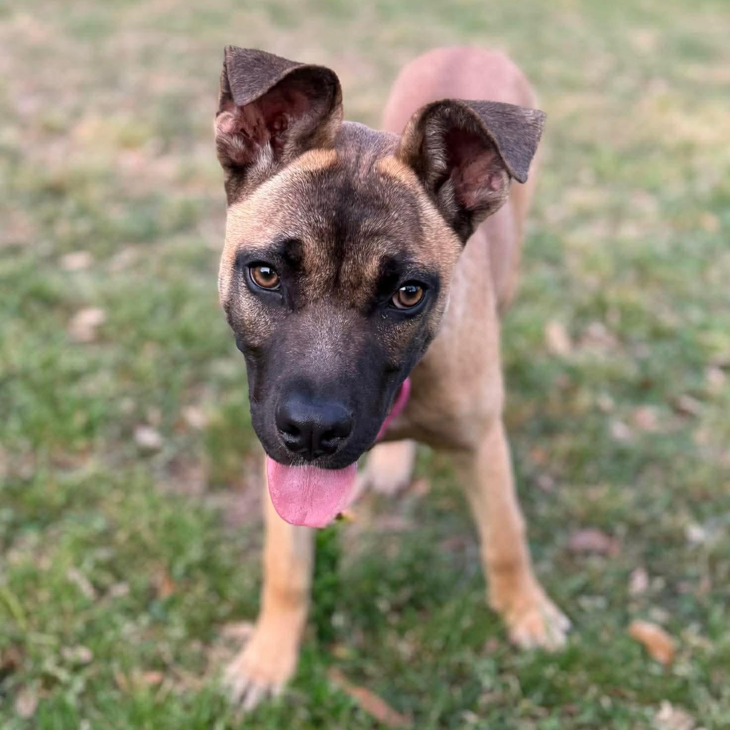 Enlarge Indie, a ADOPTABLE mixed breed in Wando, SC image 3/6