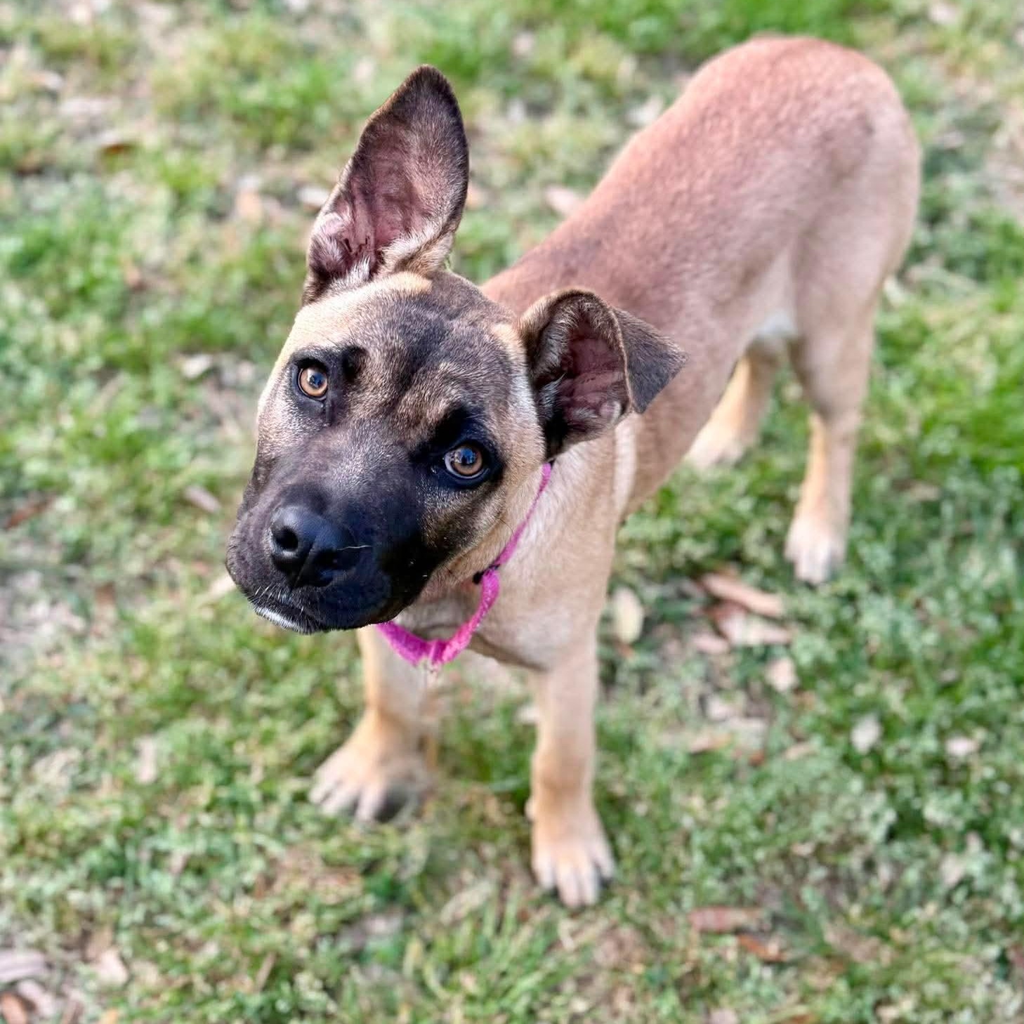 Enlarge Indie, a ADOPTABLE mixed breed in Wando, SC image 2/6