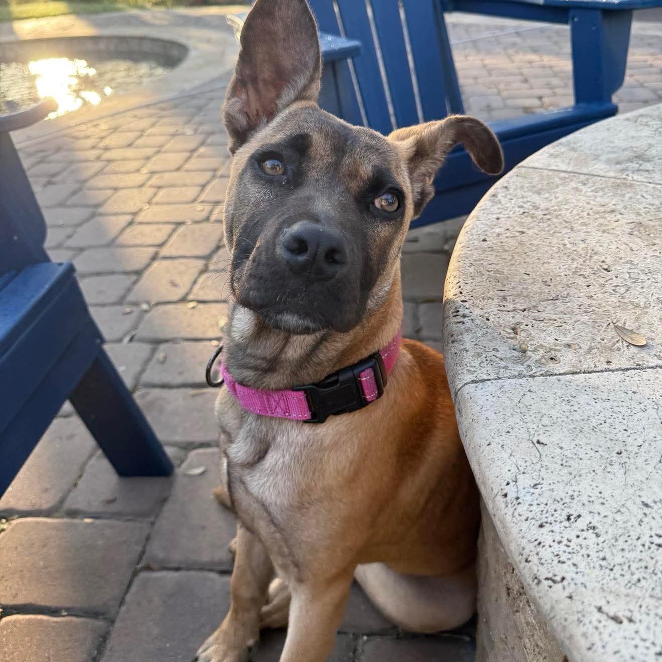 Enlarge Indie, a ADOPTABLE mixed breed in Wando, SC image 5/6