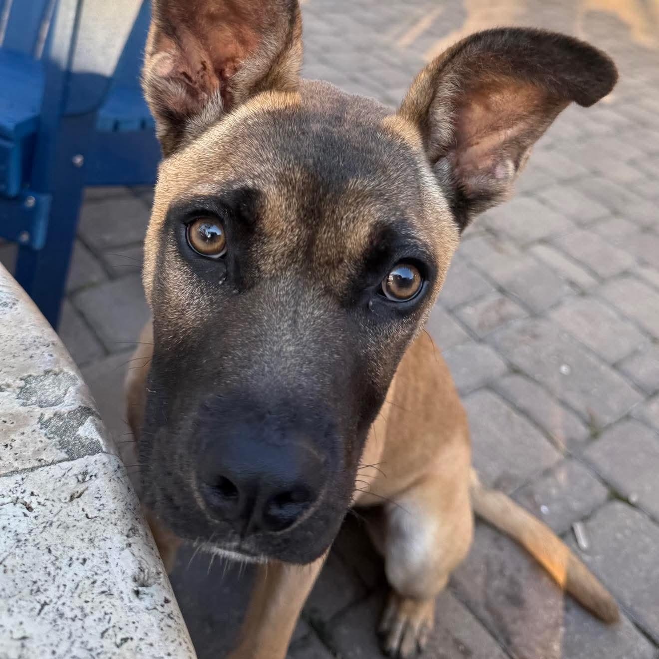 Enlarge Indie, a ADOPTABLE mixed breed in Wando, SC image 6/6