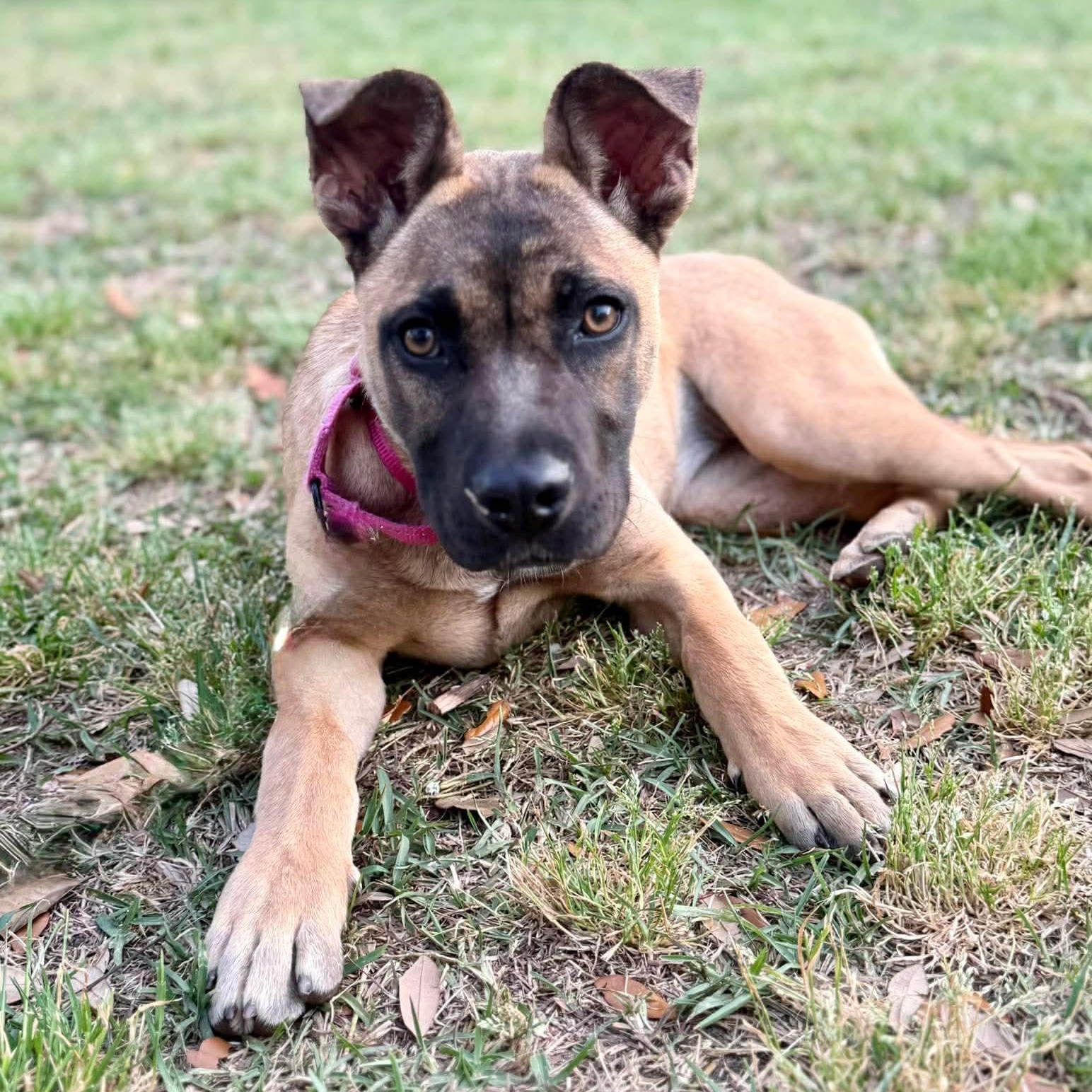 Indie, ADOPTABLE, Puppy Female Black Mouth Cur & Belgian Shepherd / Malinois.