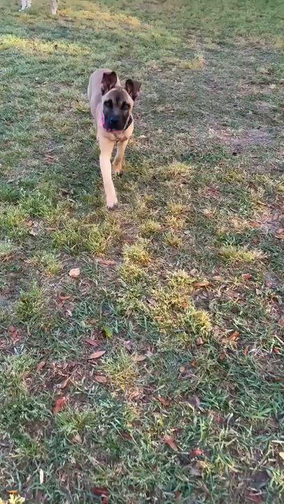 Enlarge Indie, a ADOPTABLE mixed breed in Wando, SC video 4/6