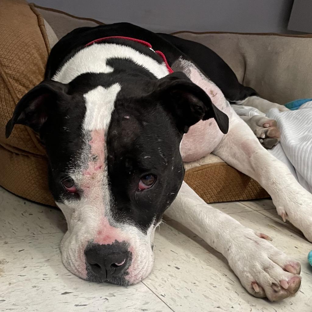 Sophia, a Adoptable Pit Bull Terrier in Fresno, CA image 3/6
