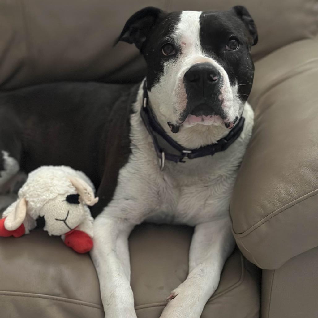 Sophia, Adoptable, Adult Female Pit Bull Terrier.