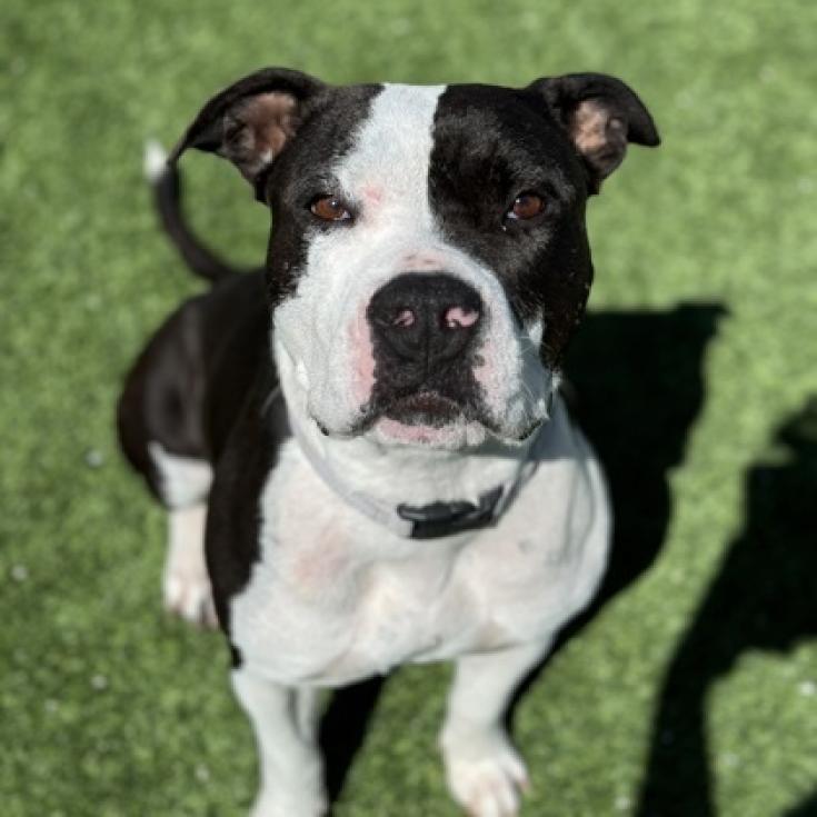 Sophia, a Adoptable Pit Bull Terrier in Fresno, CA image 5/6