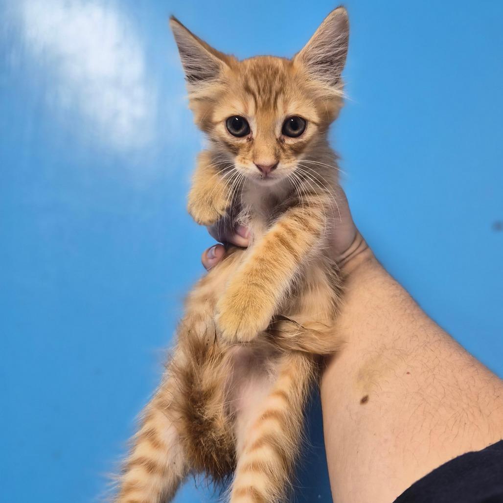 Jimmy Uso, Adoptable, Kitten Male Domestic Medium Hair.
