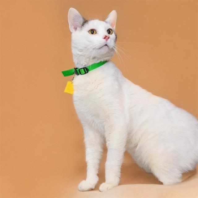 VICTOR, Adoptable, Adult Male Domestic Short Hair.