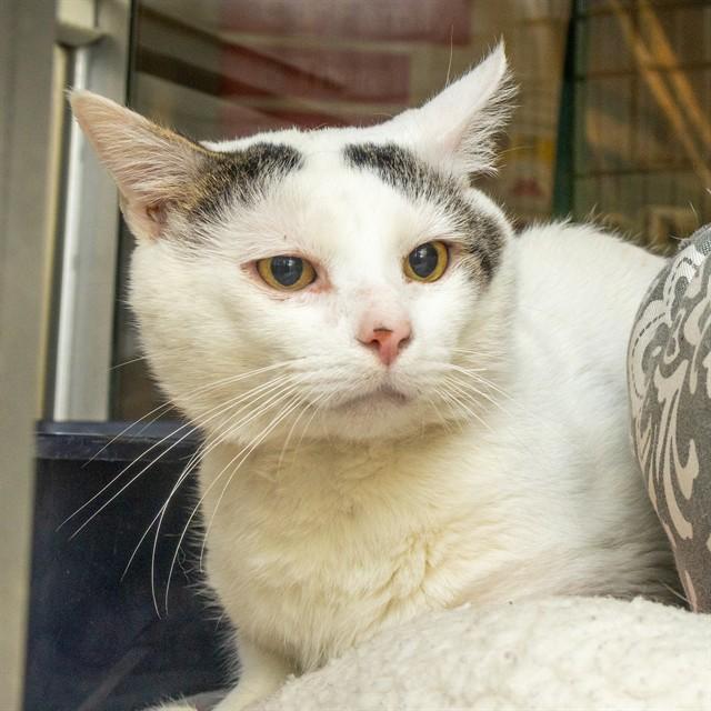 VIPER, Adoptable, Adult Male Domestic Short Hair.