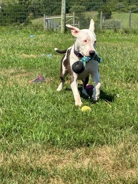 Ivy, a ADOPTABLE mixed breed in Augusta, WV image 4/5