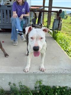 Ivy, a ADOPTABLE mixed breed in Augusta, WV image 3/5