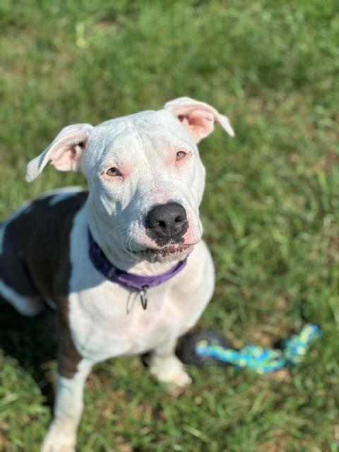 Ivy, a ADOPTABLE mixed breed in Augusta, WV image 2/5