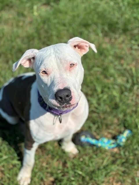 Ivy, a ADOPTABLE mixed breed in Augusta, WV image 1/5