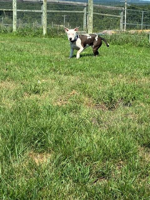 Ivy, a ADOPTABLE mixed breed in Augusta, WV image 5/5