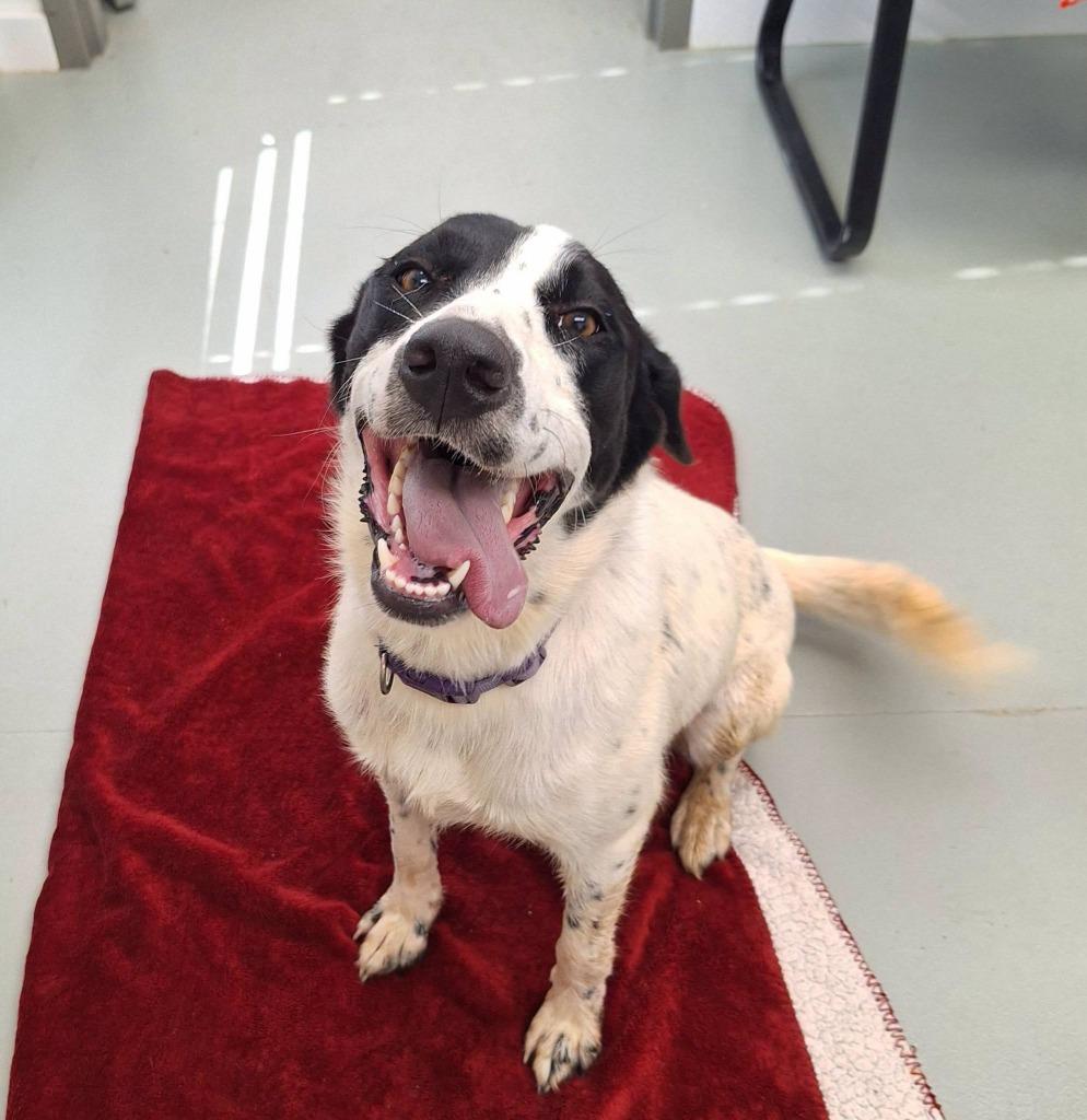 Bonnie, Adoptable, Young Female Great Pyrenees & Border Collie.