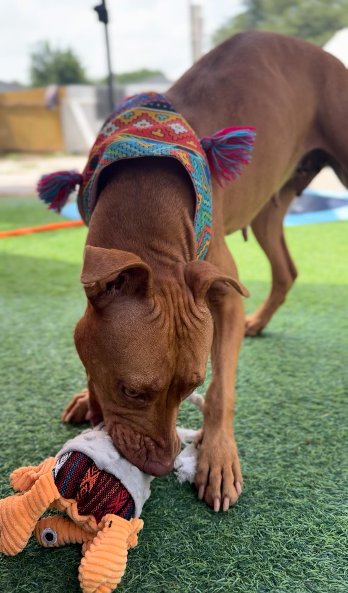 Grace, an adoptable Vizsla in Houston, TX, 77033 | Photo Image 2