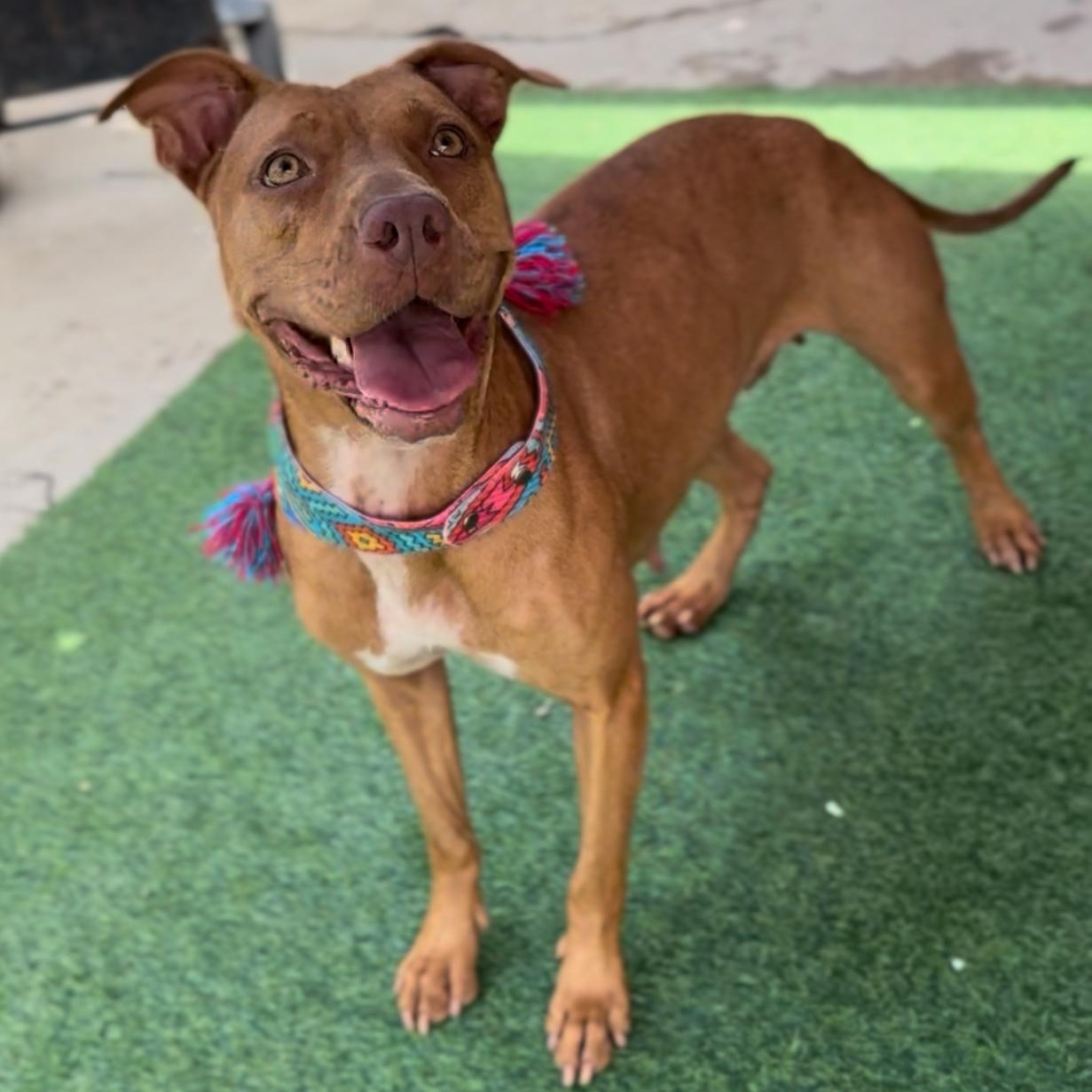 Grace, an adoptable Vizsla in Houston, TX, 77033 | Photo Image 1