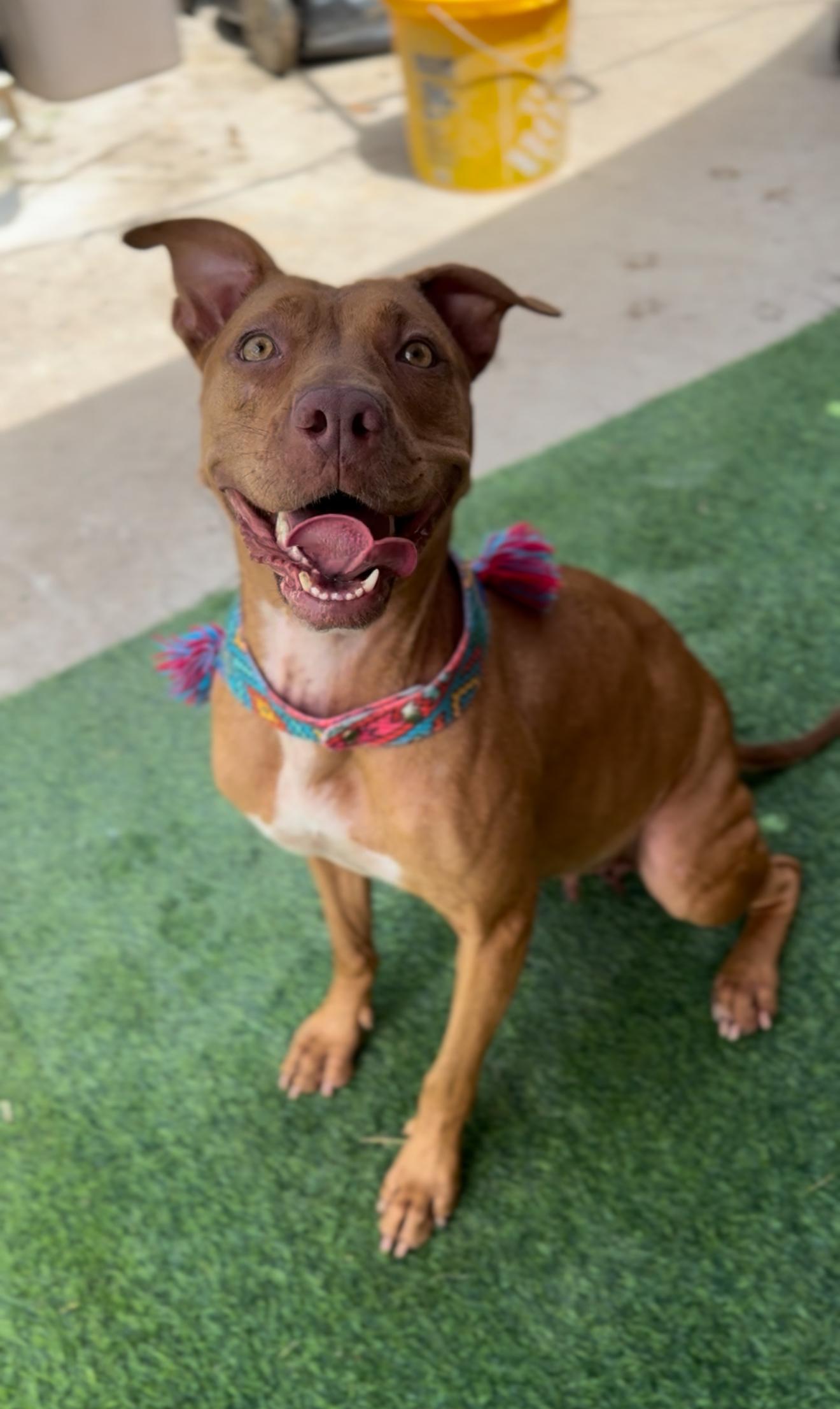 Grace, an adoptable Vizsla in Houston, TX, 77033 | Photo Image 3