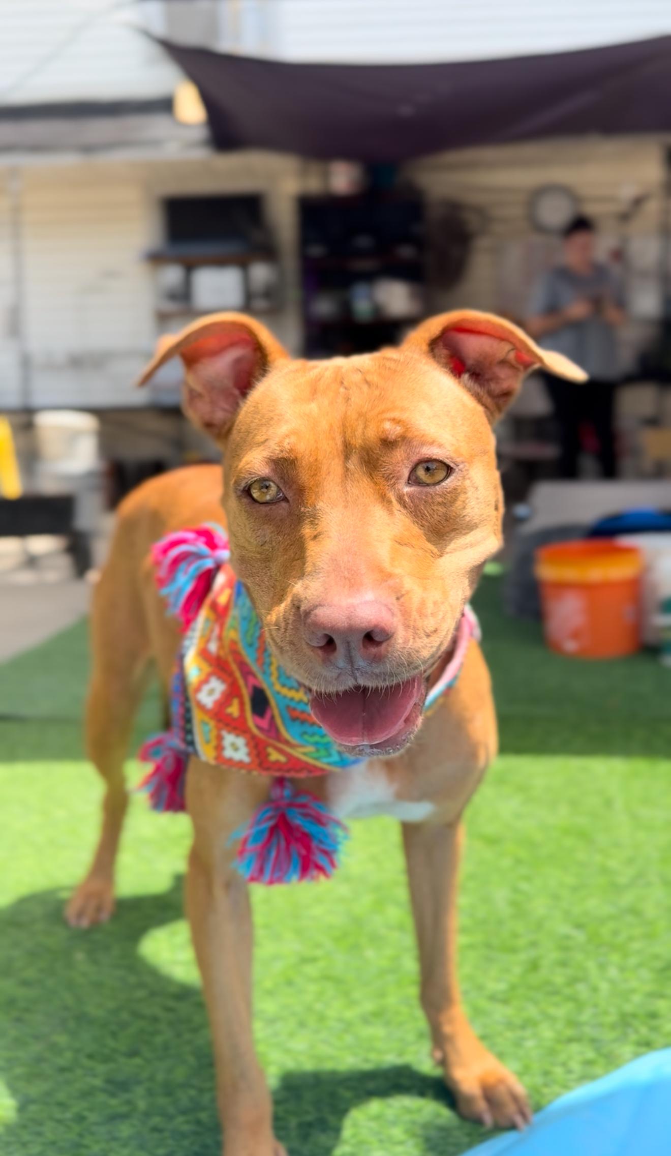 Grace, an adoptable Vizsla in Houston, TX, 77033 | Photo Image 4