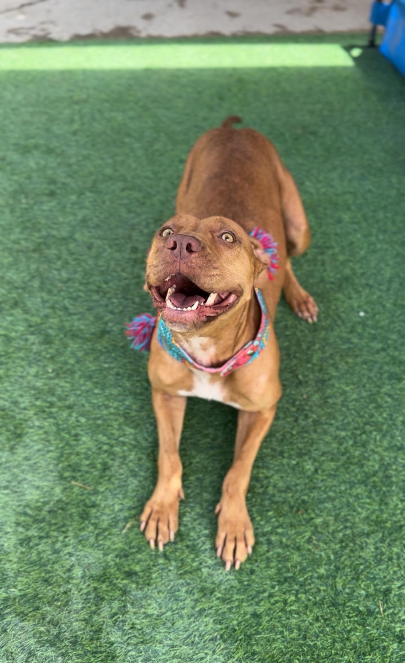 Grace, an adoptable Vizsla in Houston, TX, 77033 | Photo Image 5