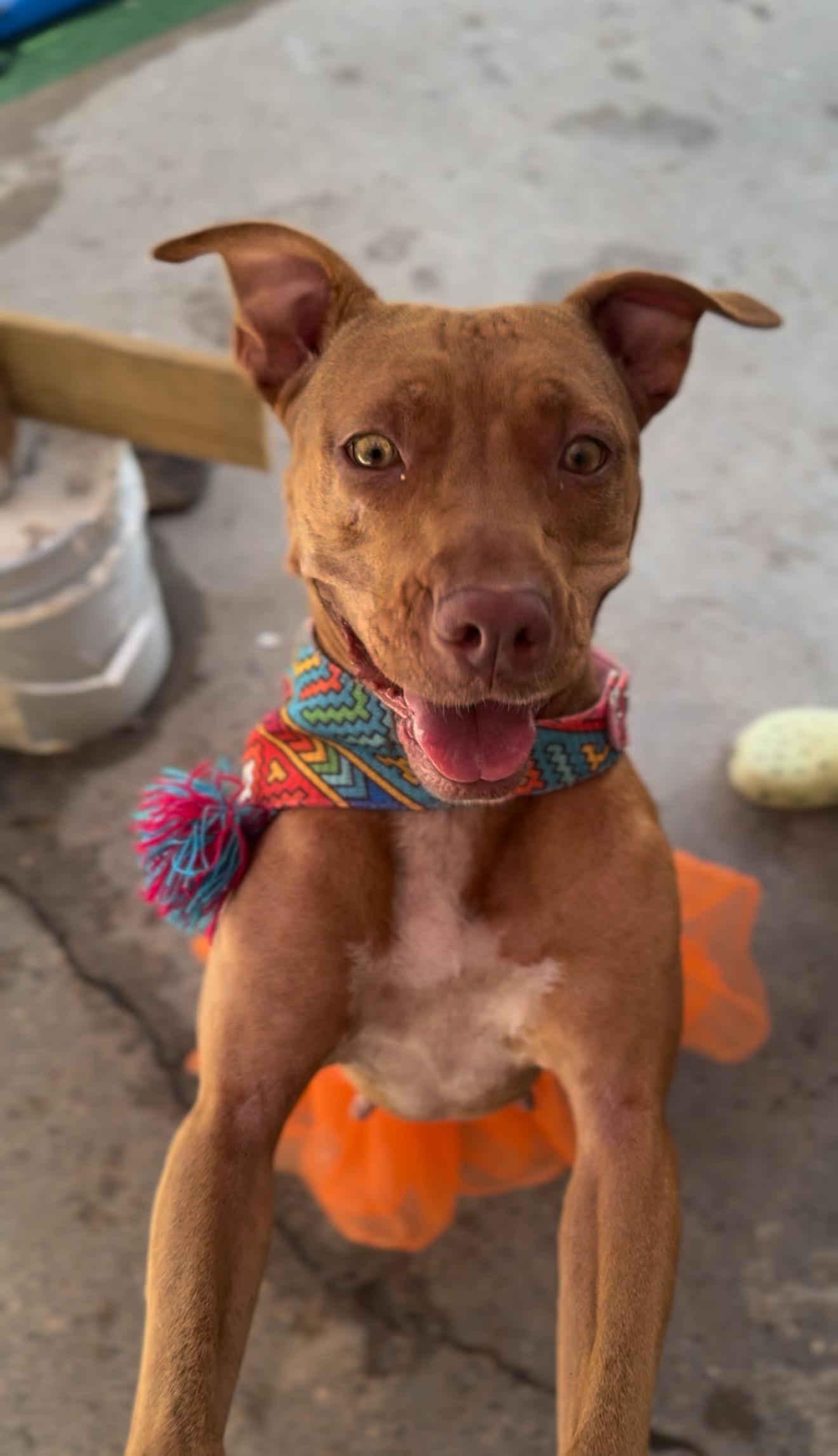 Grace, an adoptable Vizsla in Houston, TX, 77033 | Photo Image 6